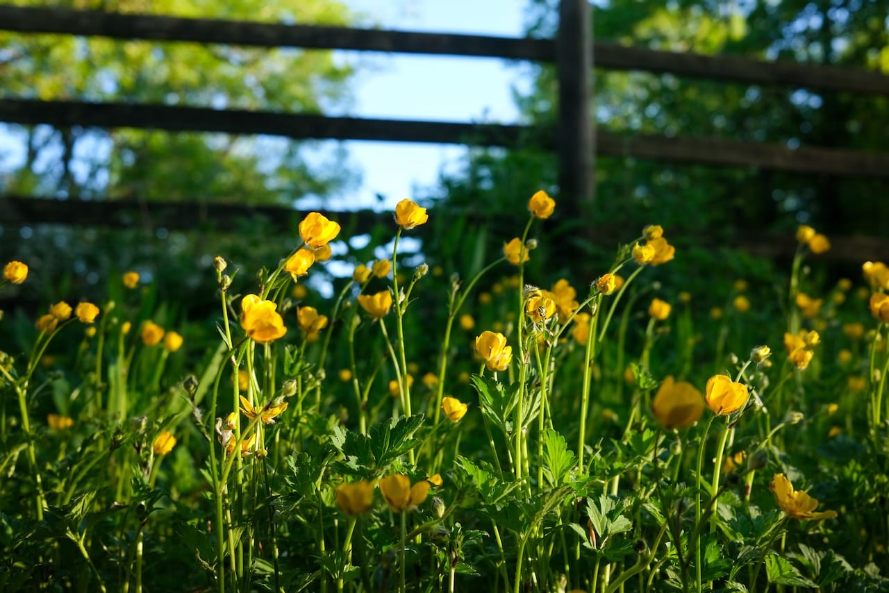 Llantrithyd Friends Newsletter – Issue 2, Easter 2025